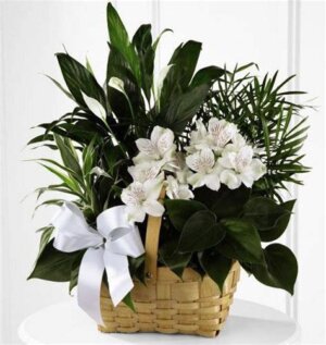 Peace Lily Dish Garden Basket